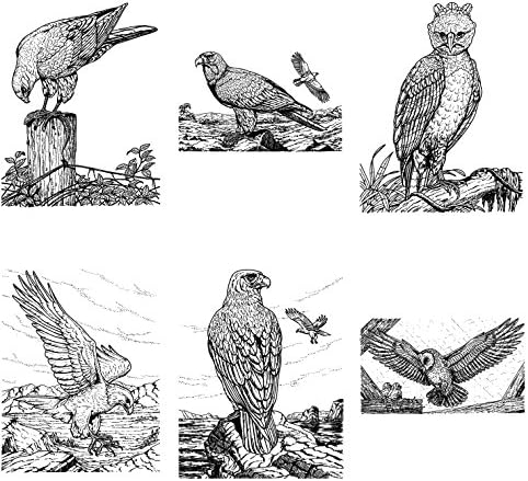 Bojanje za odrasle Ptice ptica graviranja graviranja Falcon sow ea. FLONZ Vintage dizajn