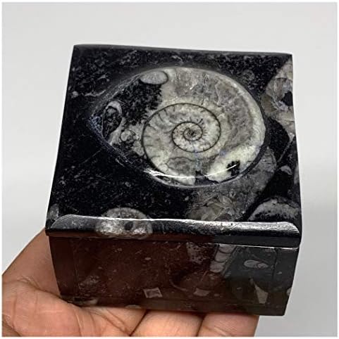 Watangems 268,2g, 2,5 X1.9, crni kvadratni oblik fosilnih amonita ortoncera nakit kutija okrugla oblika dobro izrađena i polirana